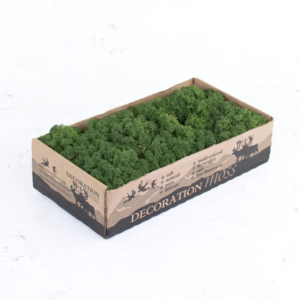 Preserved Green Moss