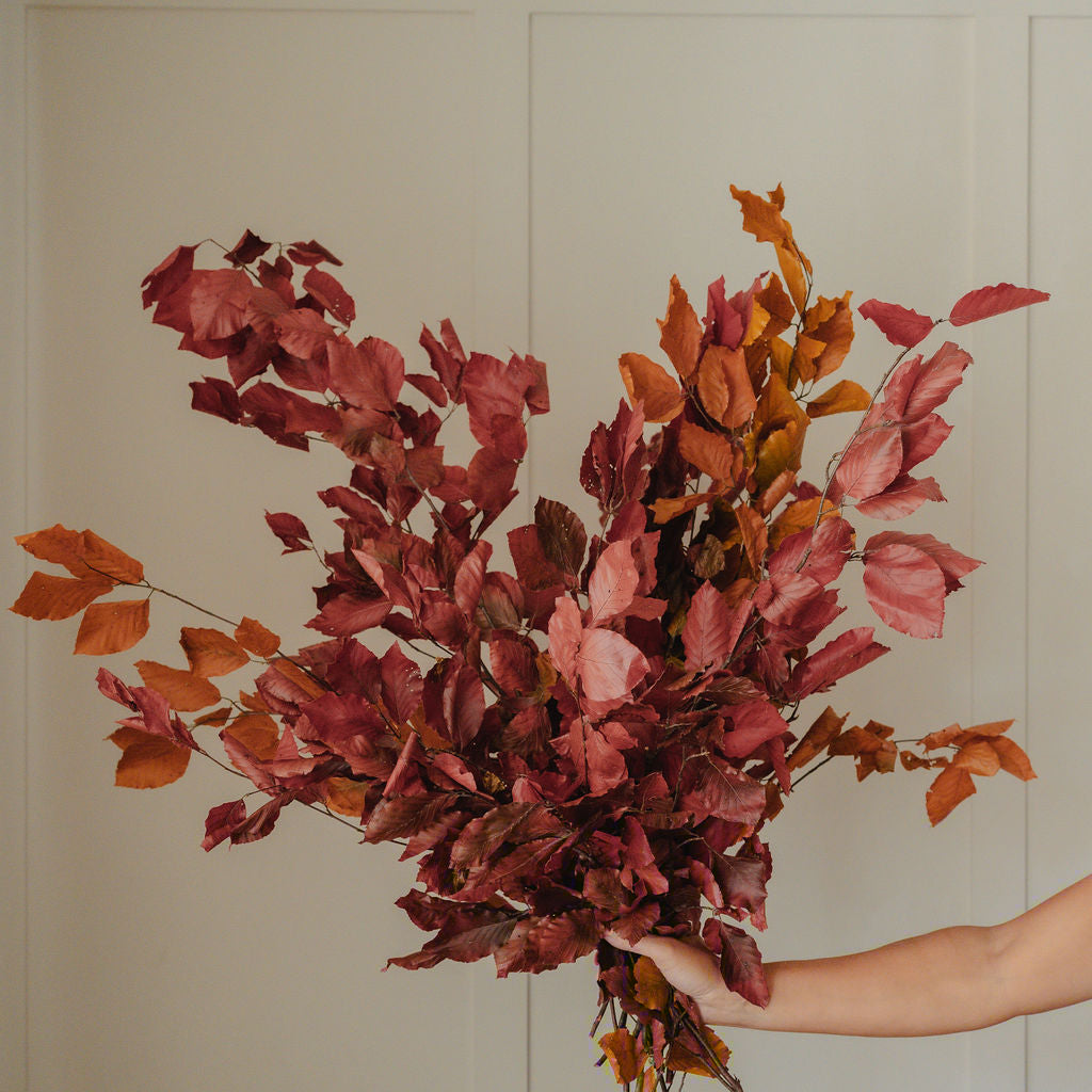 Preserved Autumn Copper Beech Burgundy