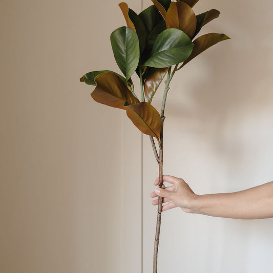 Hand holding a branch with large green leaves against a plain background