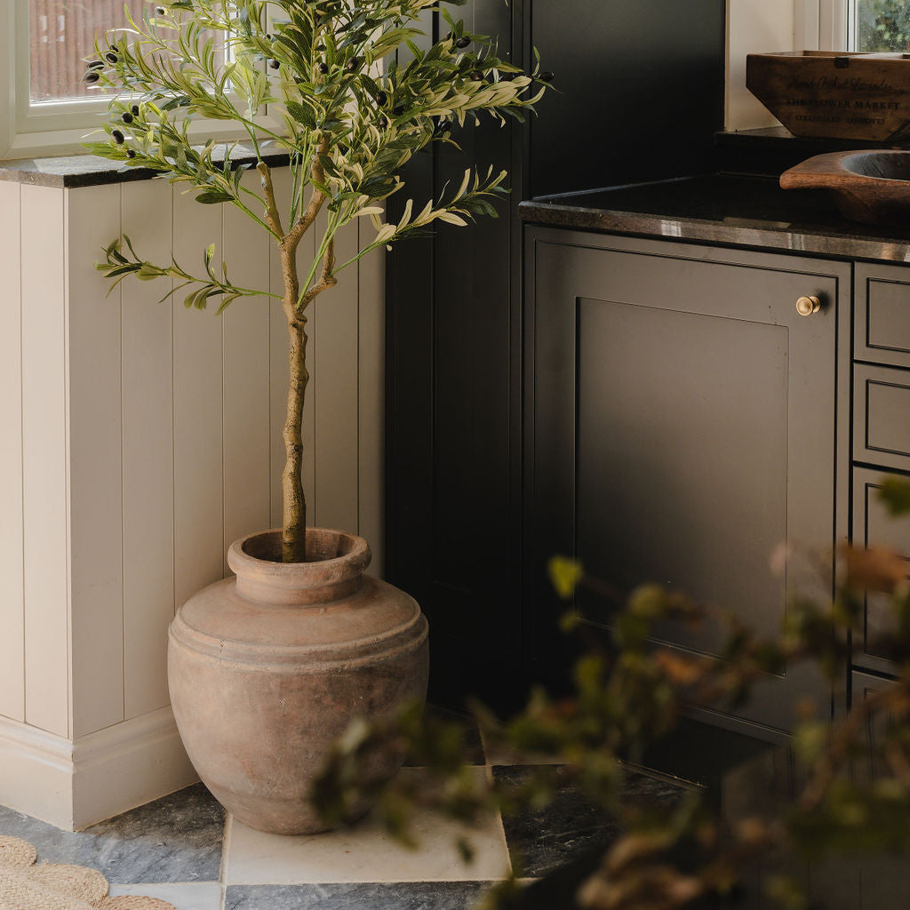 Potted Plants & Trees