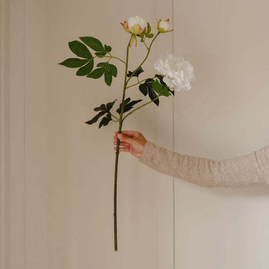 Hand holding a branch with white flowers against a beige wall