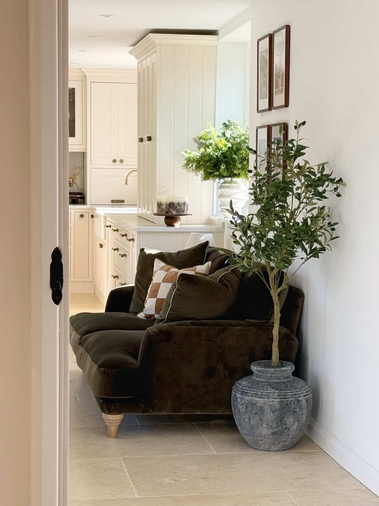The Mediterranean Olive Tree Bundle Worth $250 Bundle Price $200