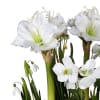 Elegant Amaryllis with Moss in Glass Vase