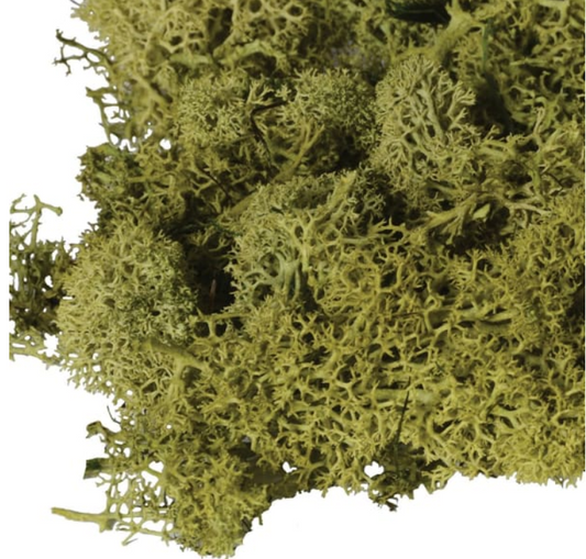 Large Bag of Real Green Moss