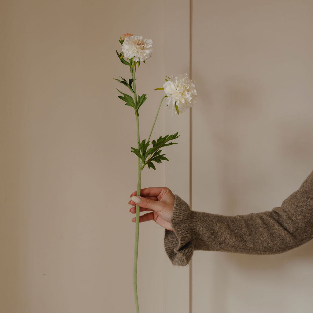 White Scabiosa Spray with Leaves