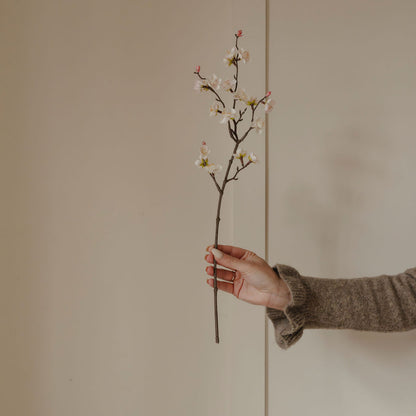 Hand holding a branch with small flowers against a plain background
