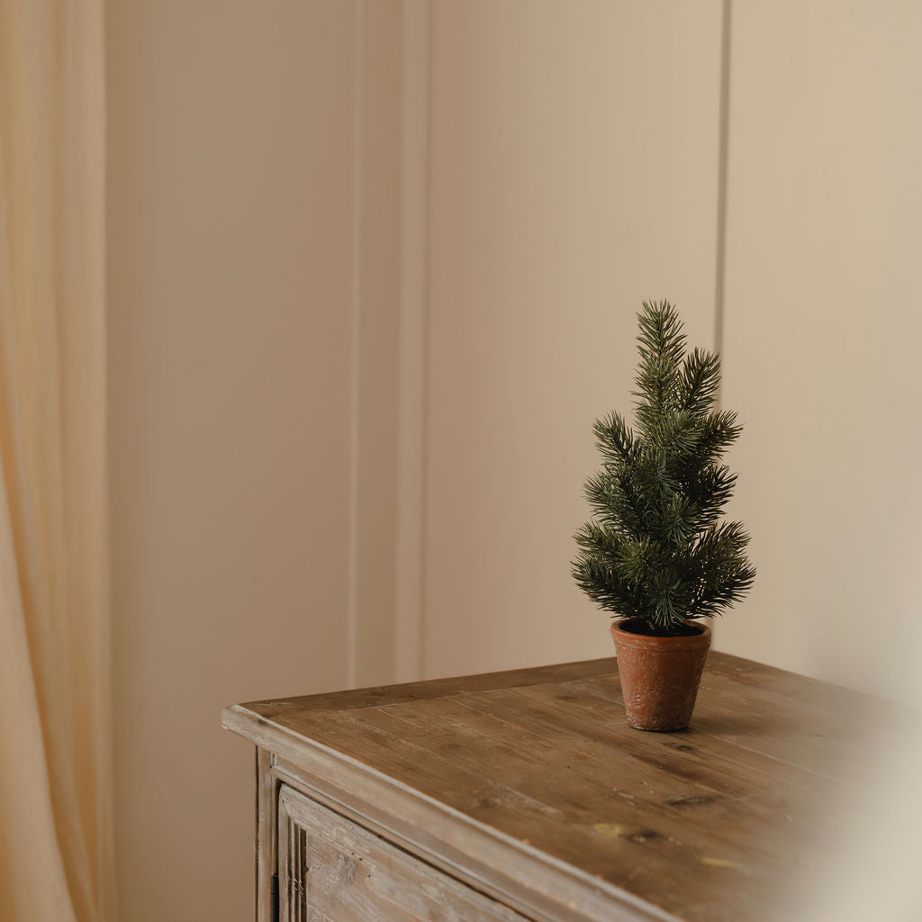 Grey Leaf Pine Tree in Pot