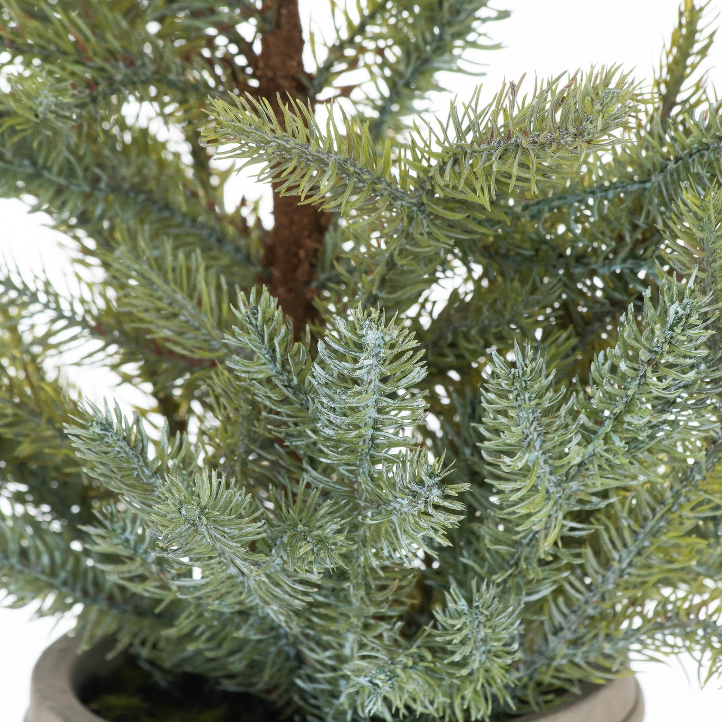 Potted Pine Tree